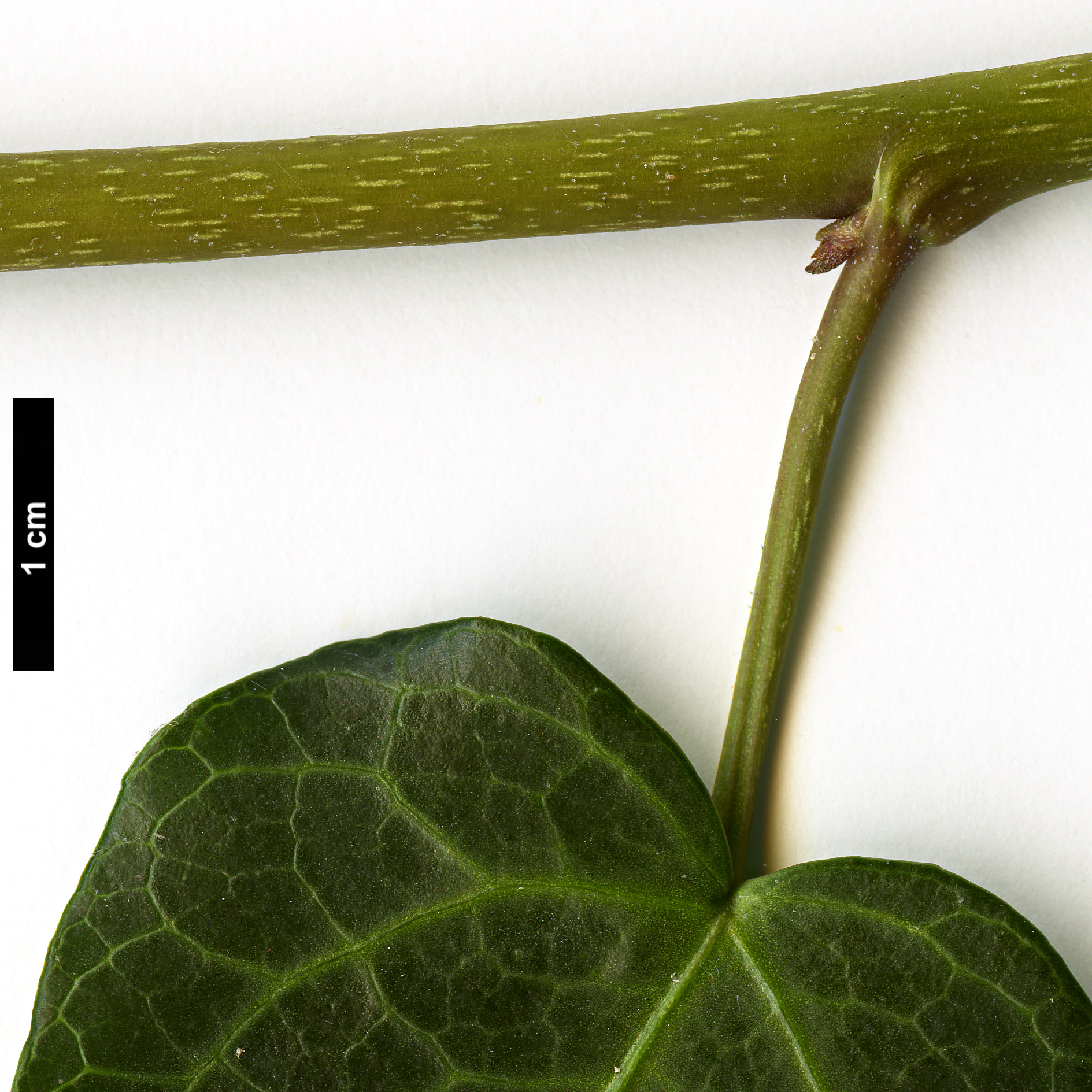High resolution image: Family: Araliaceae - Genus: Hedera - Taxon: pastuchovii - SpeciesSub: 'Ann Ala'